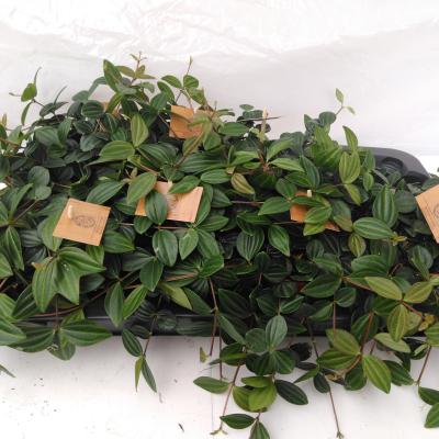 Peperomia 'Rocca Scuro'