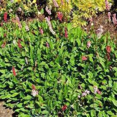 Persicaria affinis Superba