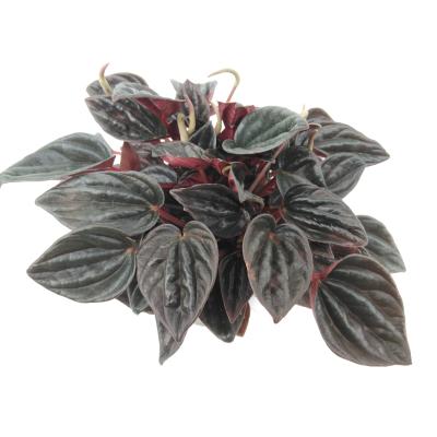 Peperomia 'Tingdal'