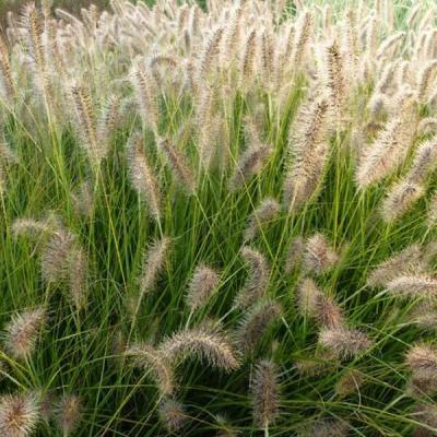 Pennisetum alop. 'Weserbergland'