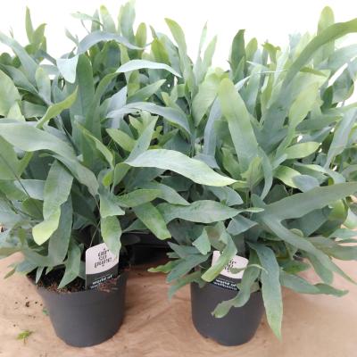 Phlebodium aureum 'Blue Star' Air So Pure