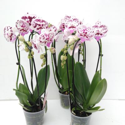 Phalaenopsis CASCADE 2TAK speedles