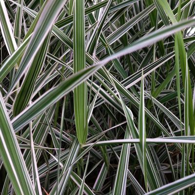 Phalaris arundinacea 'Dwarf Garters'