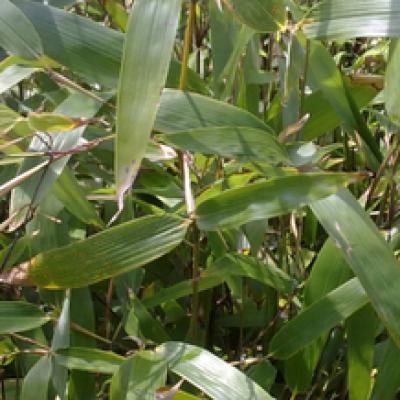 Phyllostachys atrovaginata 'Green Perfume'