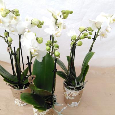 Phalaenopsis multi. Kolibri 3 tak