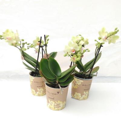 Phalaenopsis multi. Kolibri Mix 2 tak