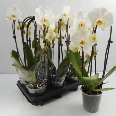 Phalaenopsis  'Cascade White' 2-tak