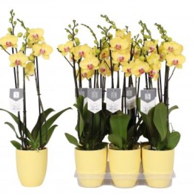 Phalaenopsis geel 3tak