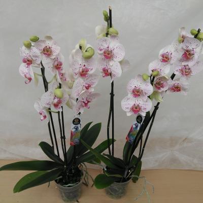 Phalaenopsis 'Goya Limited'  3T