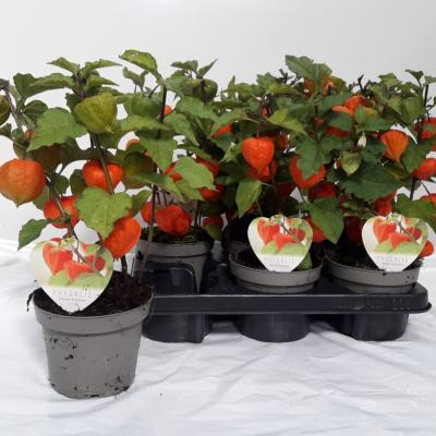 Physalis alkekengi