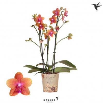Phalaenopsis 'Kolibri Bolgheri'  3 T 