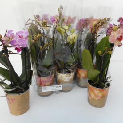 Phalaenopsis multi.  3 tak 40+ mix