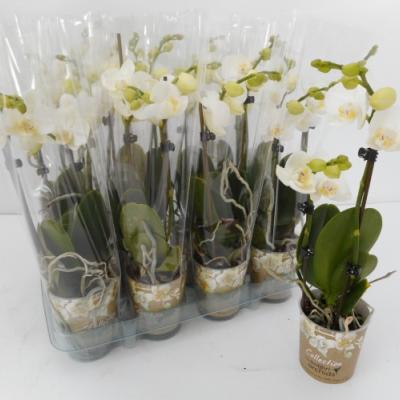 Phalaenopsis 'Kolibri'  wit 2 tak