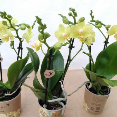 Phalaenopsis multi. 'La Paz Yellow' 2-tak