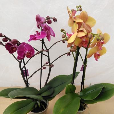 Phalaenopsis mix 2-tak