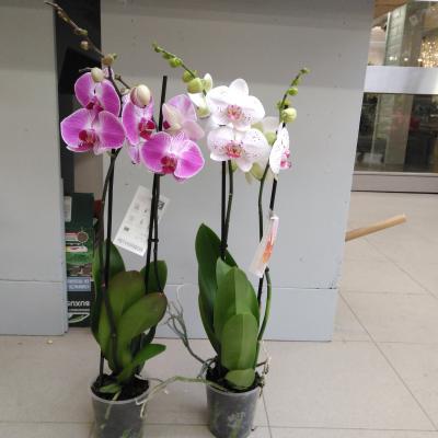 Phalaenopsis mix  3-tak 22+ flowers