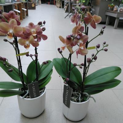 Phal. Exclusivo Monaco Gold 2Br. in Lazio White