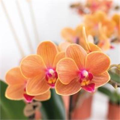 Phalaenopsis multi. 'Ant Bolzano' 2 tak