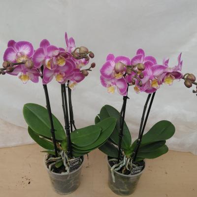 Phalaenopsis Multi Mix 2-3 Br.
