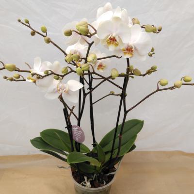 Phalaenopsis 'Authentic Marvellous White'