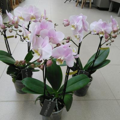 Phal. 'Optimost Angel Eyes'  2 tak