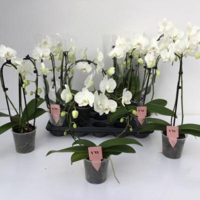 Phalaenopsis 'Vormen mix Wit' 2tak