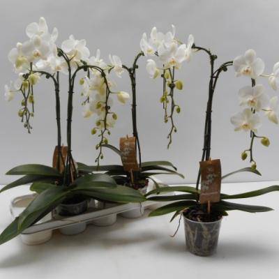 Phalaenopsis 'Palmboom Wit' 2tak