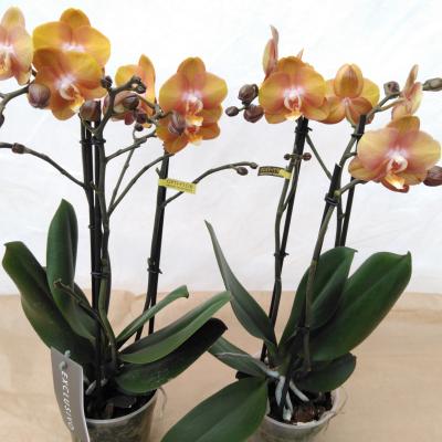 Phalaenopsis multi. 'Ant Las Vegas'  2-tak