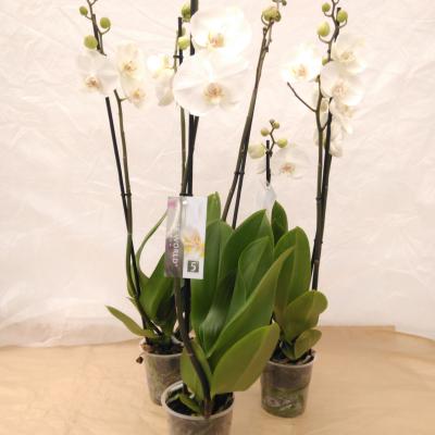 Phalaenopsis 5-Star Quality  2-tak wit/blanc  - SUPER
