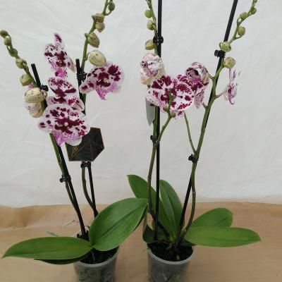 Phalaenopsis World 2Br.