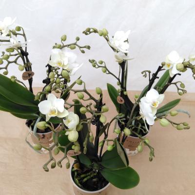Phalaenopsis multi. 'Zurich White' 3-tak