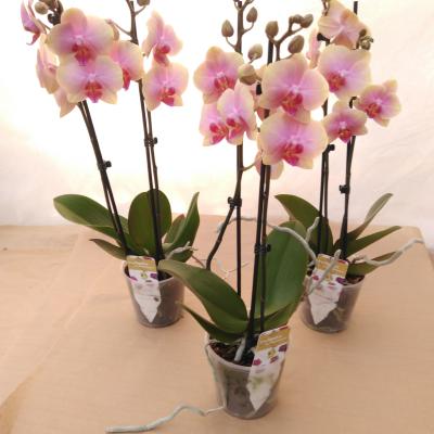 Phalaenopsis 'Malmo' 2T  geel-rose gevlamd