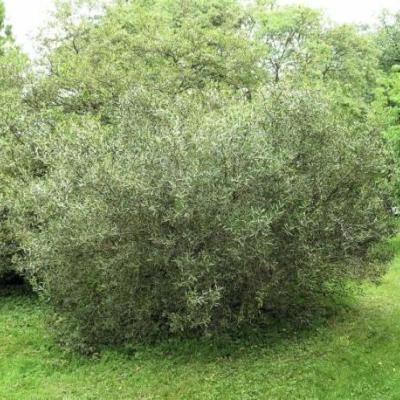 Phillyrea angustifolia