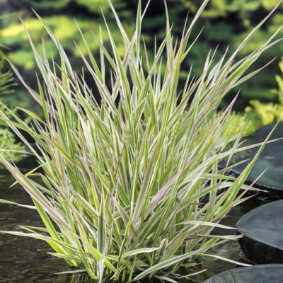 Phalaris ar. 'Picta'