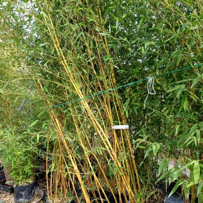Phyllostachys aureosulcata 'Aureocaulis'