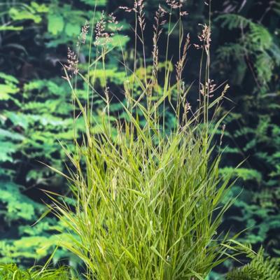 Phragmites australis