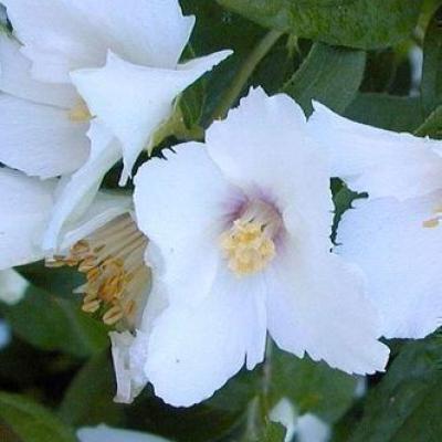 Philadelphus 'Belle Etoile'