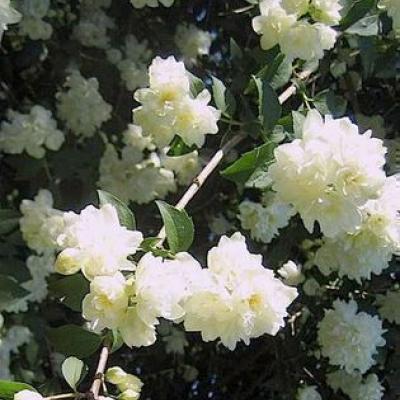 Philadelphus 'Bouquet Blanc'