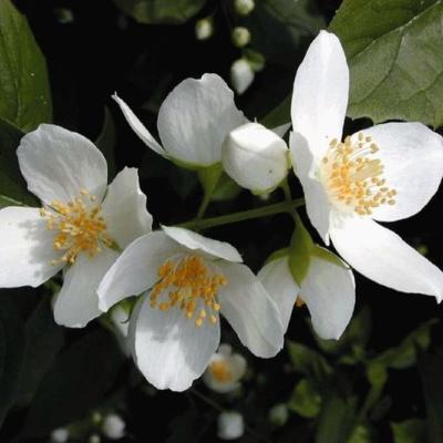 Philadelphus coronarius