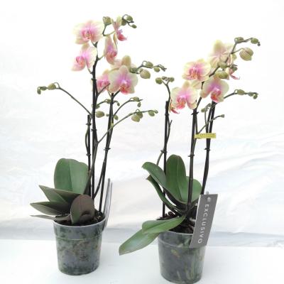 Phalaenopsis Exclusivo 'Belle Helene'  3 tak