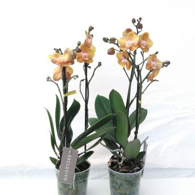Phalaenopsis Exclusivo 'Las Vegas Gold'  3 tak