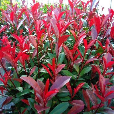 Photinia fraseri 'Carré Rouge'