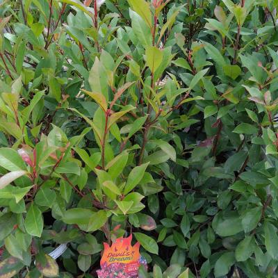 Photinia fraseri 'Devils Dream' ®