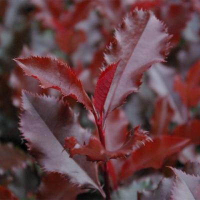 Photinia fraseri 'Magical Volcano' ®