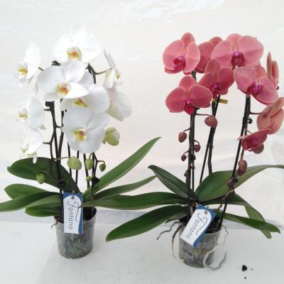 Phalaenopsis ...mix 3 (MI) Fontano Mix 2spike