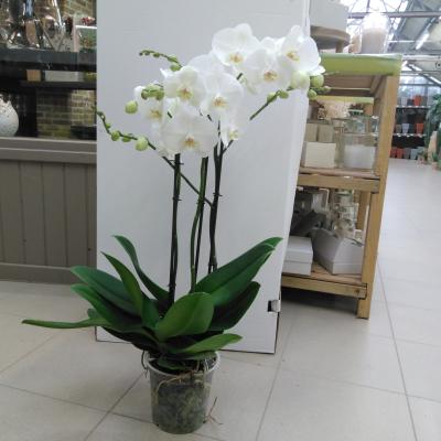 Phalaenopsis Fortuno Largo 3Br.