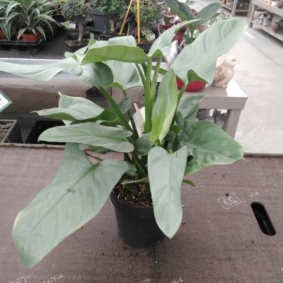 Philodendron Hastatum Silver Queen