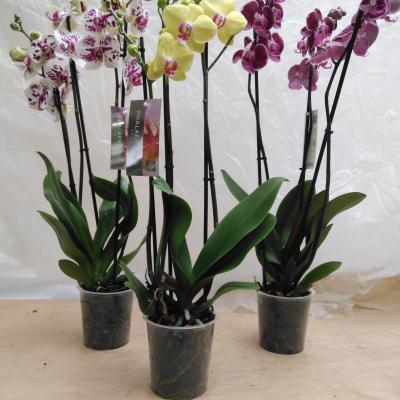 Phalaenopsis 5-Star Quality  3-tak in kleuren - SUPER