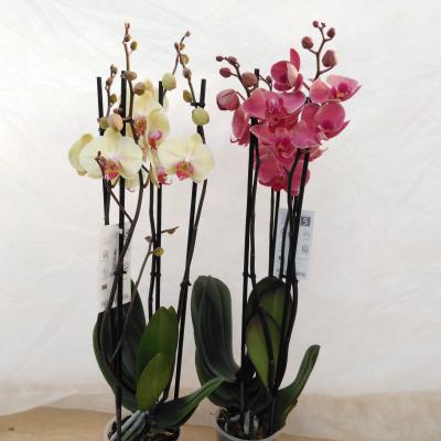 Phalaenopsis 5-Star Quality  4-tak in kleuren - SUPER