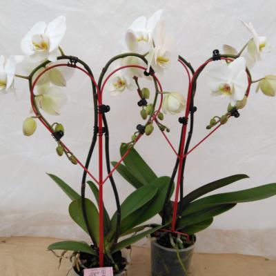 Phalaenopsis 5-Star Quality 2-tak 'Hartvorm'